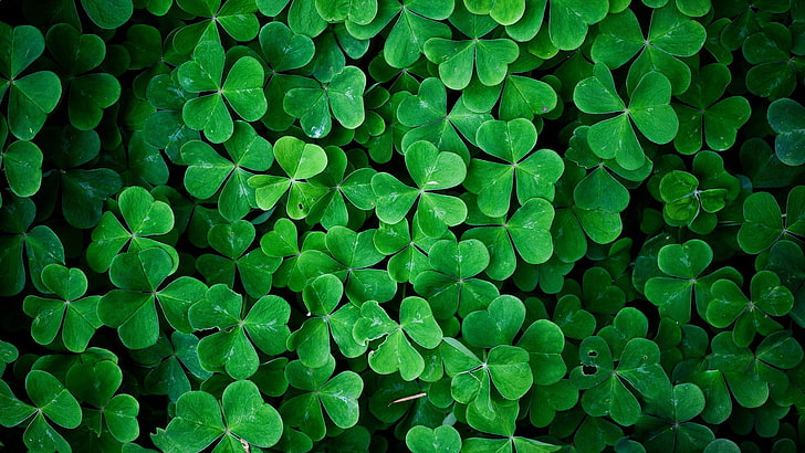 4 Leaf Clover Plant, clover, directly above, yellow, leaf