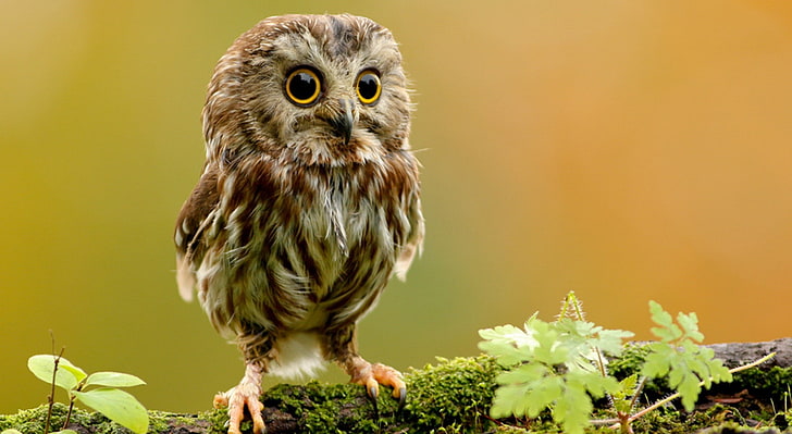 Adorable Baby Owls, animal wildlife, baby, vertebrate, day Free HD Wallpaper