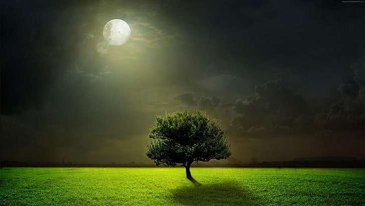 Beautiful Moon Behind Trees, moonlight, grasslaned, sky, field Free HD Wallpaper