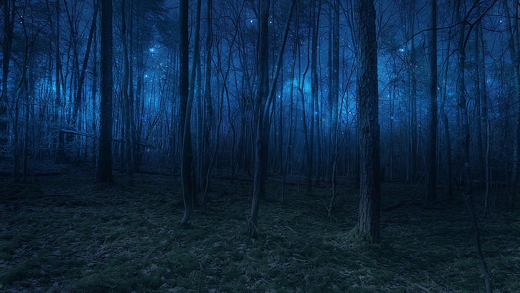 Beautiful Twilight Forest, light, night, dark, starry night Free HD Wallpaper