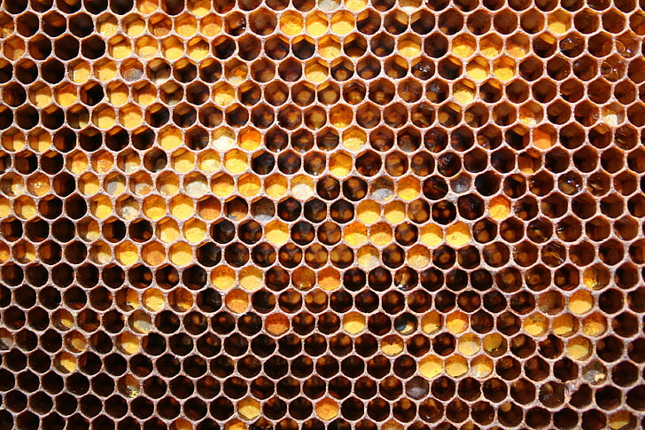 Bee Hive Honeycomb, bee, beeswax, black color, closeup Free HD Wallpaper