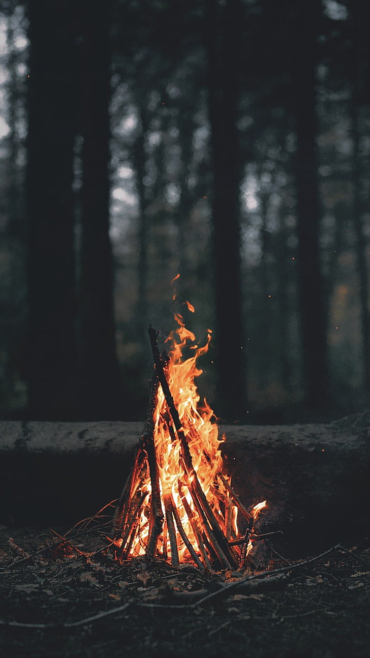 Bonfire Photos, log, winter, fire  natural phenomenon, leaves Free HD Wallpaper