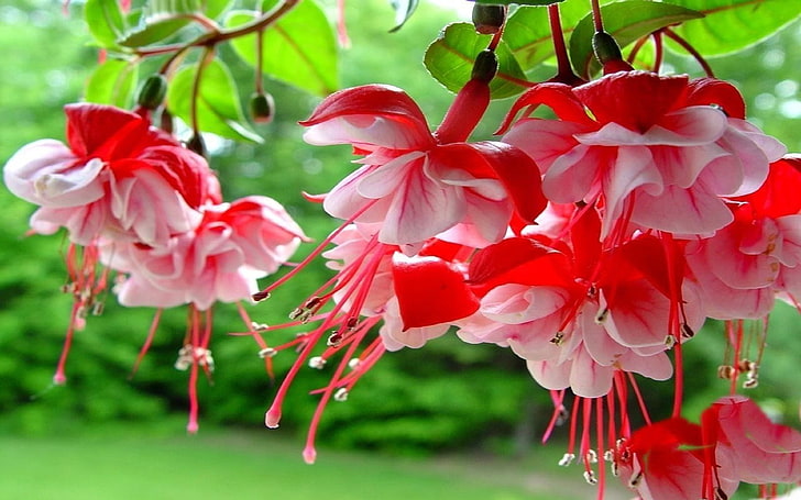 Bushes with Red Flowers, pink color, beauty in nature, inflorescence, flowers Free HD Wallpaper