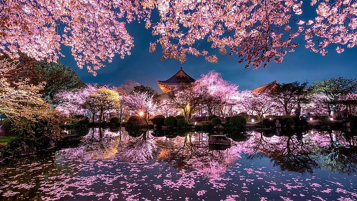 Cherry Blossom Trees Tokyo Japan, cherry blossom, sakura blossom, sakura tree, japan garden Free HD Wallpaper