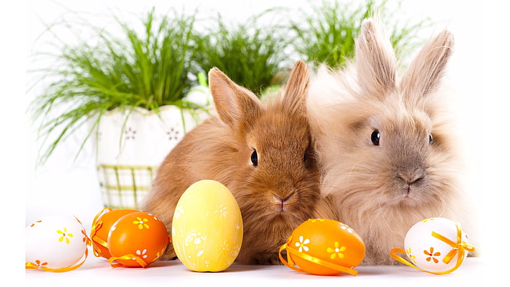 Cool Easter, closeup, animal themes, easter egg, domestic Free HD Wallpaper