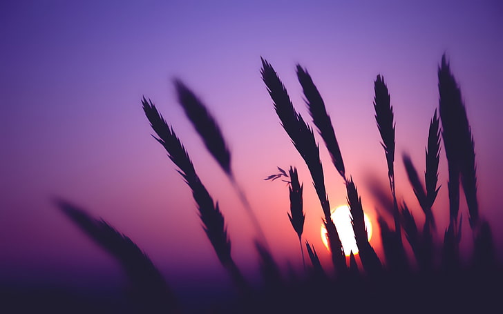 Cool Purple Sunset, tranquility, sunlight, no people, sunrise  dawn Free HD Wallpaper
