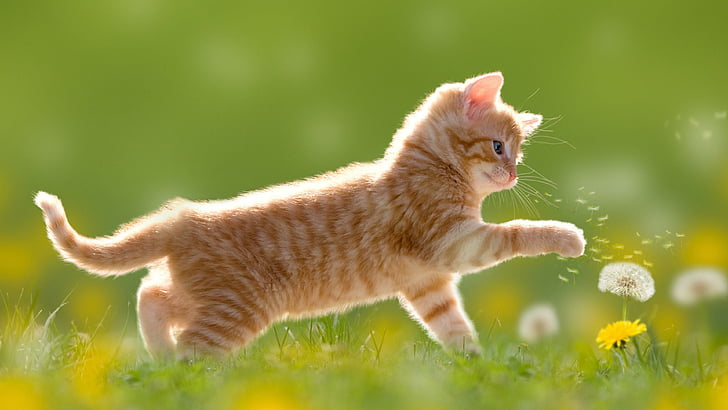 Cute Cats Playing, cute, little cat, fun, kitty Free HD Wallpaper