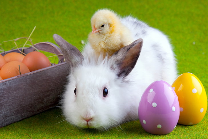 Cute Happy Easter Baby Chicks, cute, rabbit, young animal, egg Free HD Wallpaper