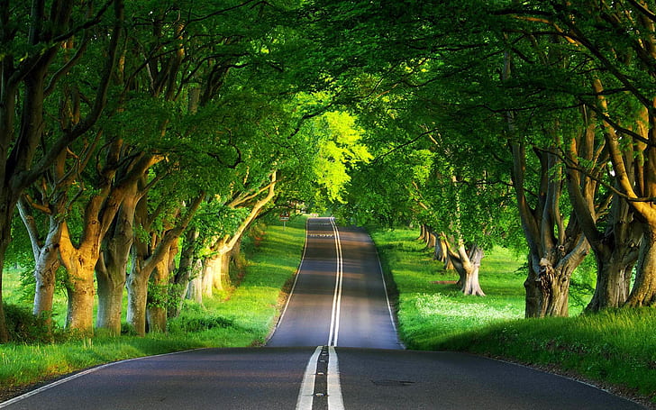 Download Beautiful of Nature, forest, green, trees, road Free HD Wallpaper