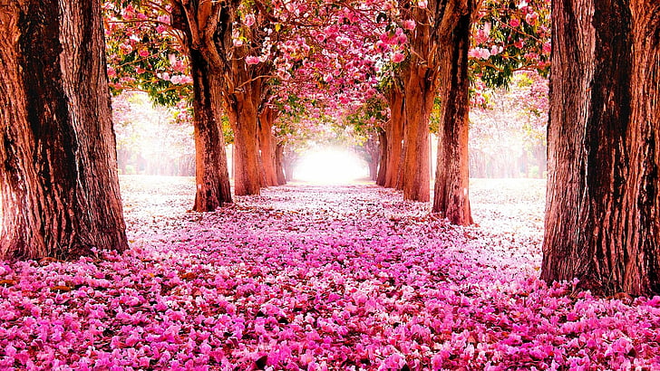 Dwarf Japanese Cherry Blossom Tree, tree, alley, flower, branch Free HD Wallpaper
