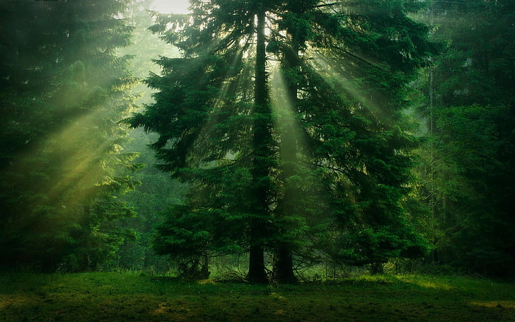 Evergreen Forest, tranquility, foliage, no people, light  natural phenomenon Free HD Wallpaper