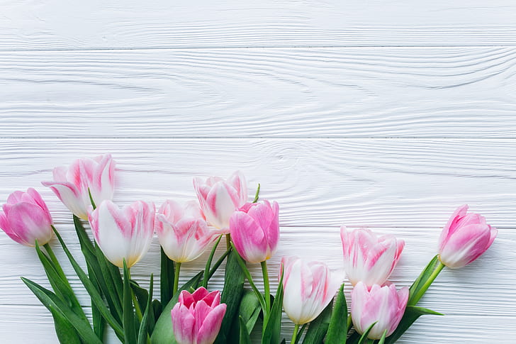 Field of Tulips Spring Flower, flowers, tulips, spring Free HD Wallpaper
