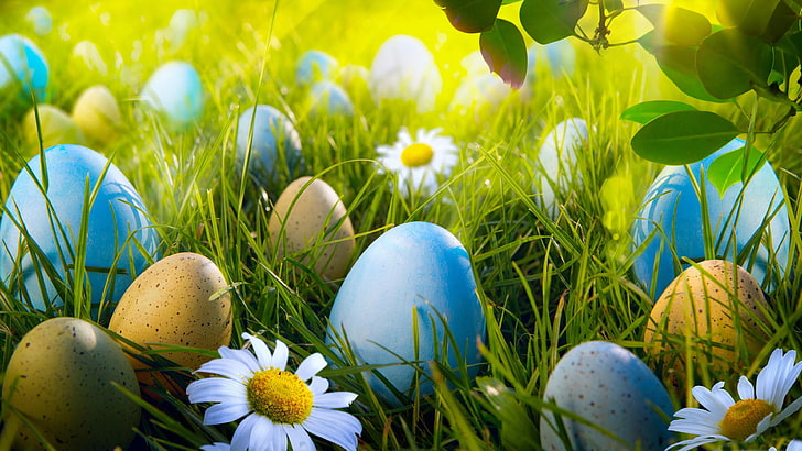 Free Easter Eggs, flower head, beauty in nature, flowering plant, outdoors Free HD Wallpaper