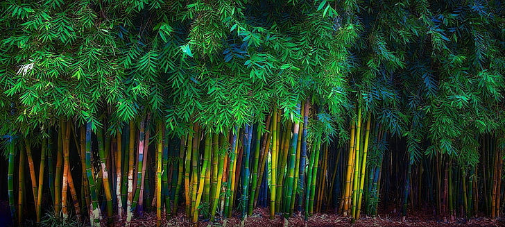 Giant Leaf Bamboo, tranquility, no people, abundance, idyllic Free HD Wallpaper