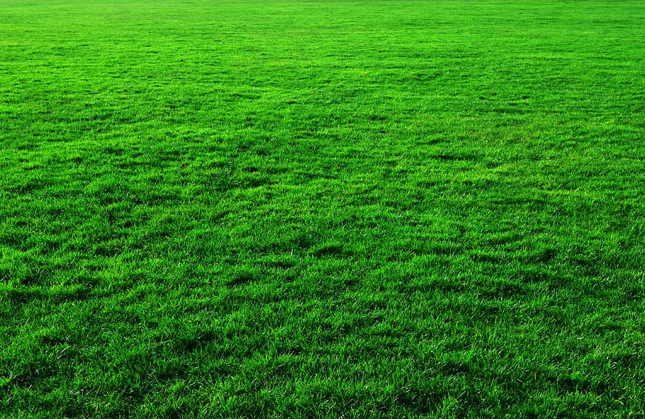 Grass, agriculture, green grass, meadow, scenics  nature Free HD Wallpaper