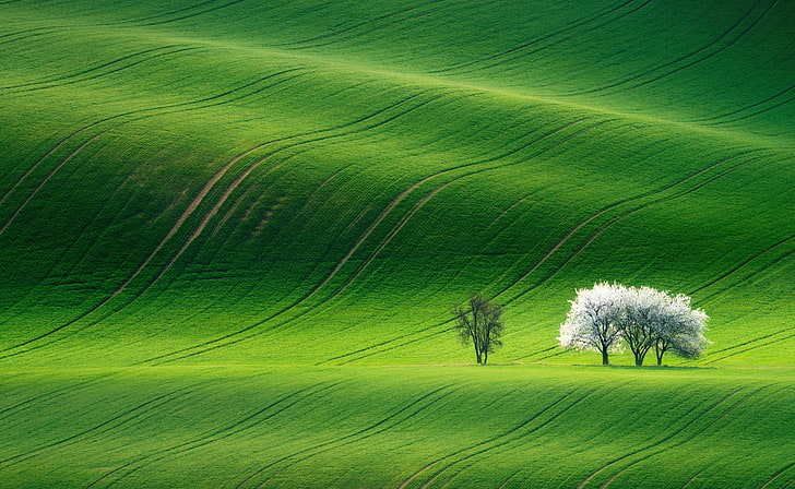 Green Landscaping, idyllic, field, tranquility, springtime Free HD Wallpaper