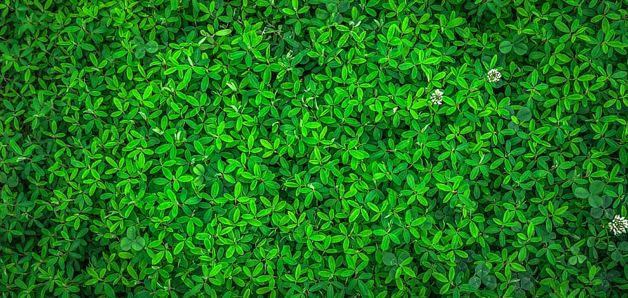 Green Plant Vector, herb, outdoors, grass, surface Free HD Wallpaper