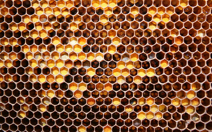 Honey Bee Aesthetic, honeycomb Free HD Wallpaper