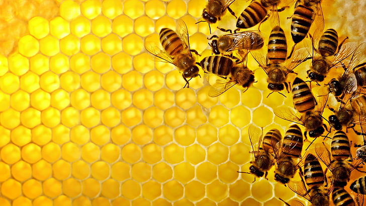 Honey Bees, insect, animal themes, honeycomb, invertebrate Free HD Wallpaper