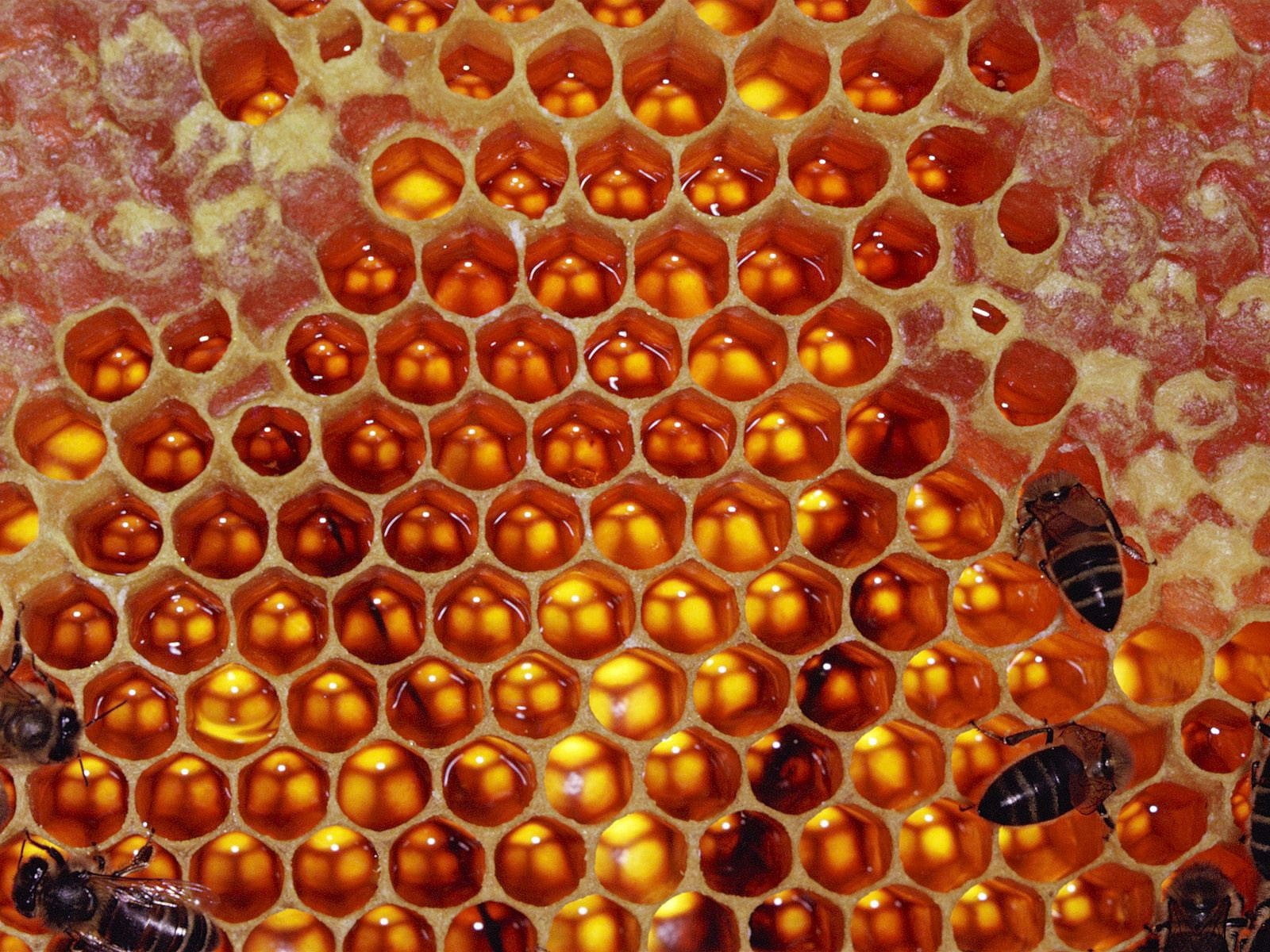 Honey Bees On Honeycomb, insect, beige, animal cell, organic