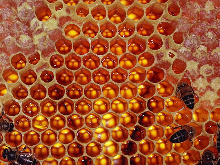 Honey Bees On Honeycomb, insect, beige, animal cell, organic Free HD Wallpaper