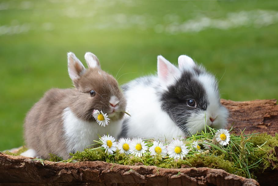 How to Pet a Rabbit, whisker, rodent, animal themes, grass Free HD Wallpaper
