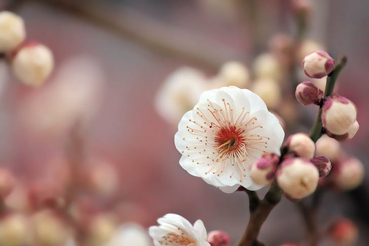 iPhone Flower, closeup, branch, plum, freshness