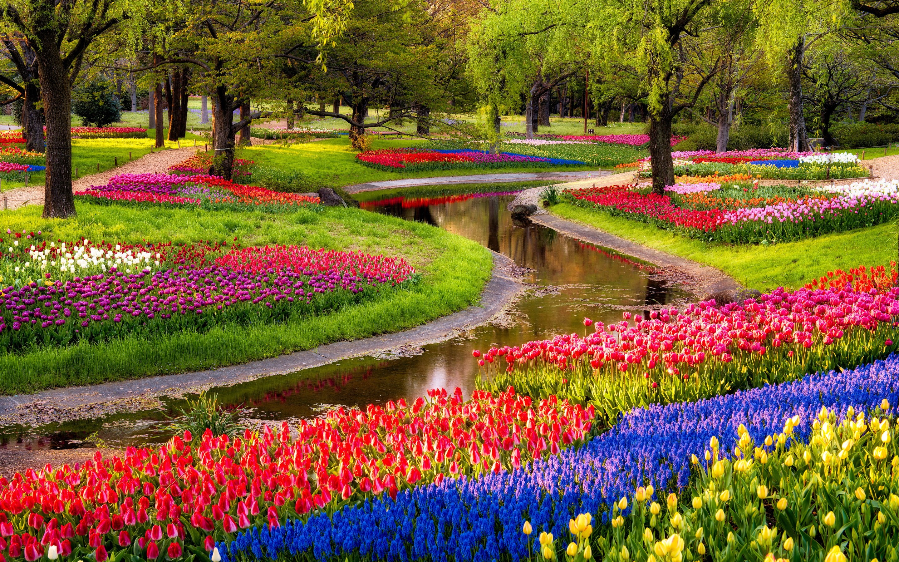 Most Beautiful Pink Flowers, river, tulips, field, flowers