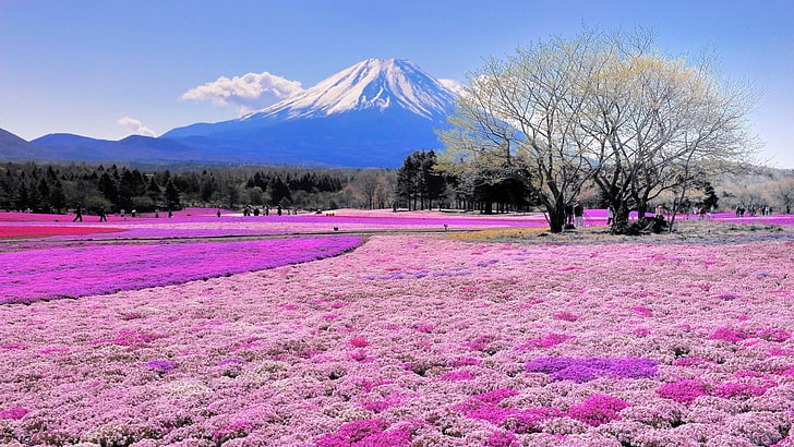 Mount Fuji, snow, scenics  nature, tranquil scene, flowery Free HD Wallpaper
