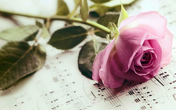 Music Notes Border Flowers, pink, rose, notes, flower Free HD Wallpaper