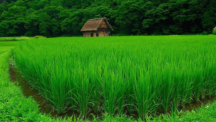 Nature Green, rural scene, grass, built structure, plantation Free HD Wallpaper