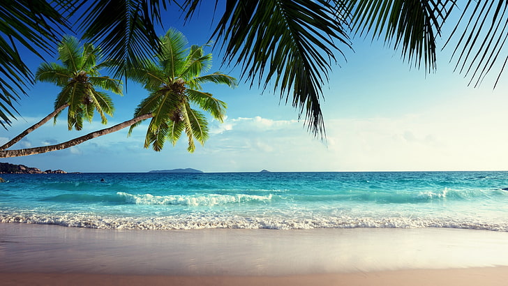 Ocean and Tropical Beaches, outdoors, palm leaf, motion, beauty in nature