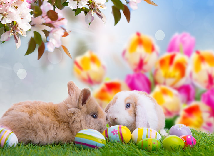 of Easter Bunny, baby rabbit, celebration, nature, animal egg Free HD Wallpaper