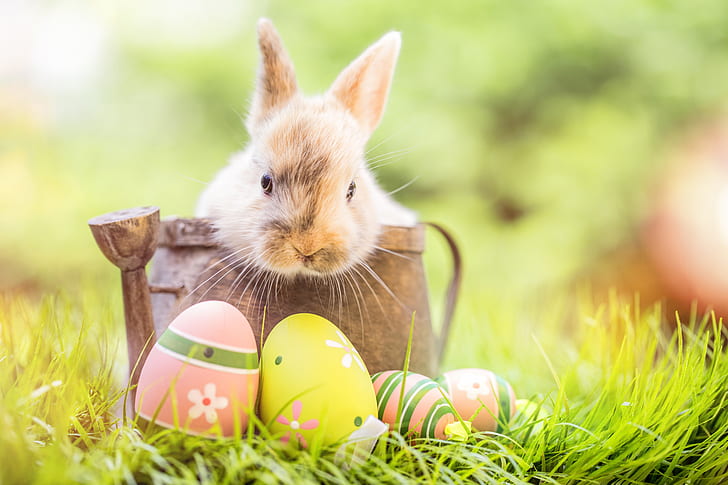 Photos of Happy Easter, decoration, easter, spring, the painted eggs Free HD Wallpaper