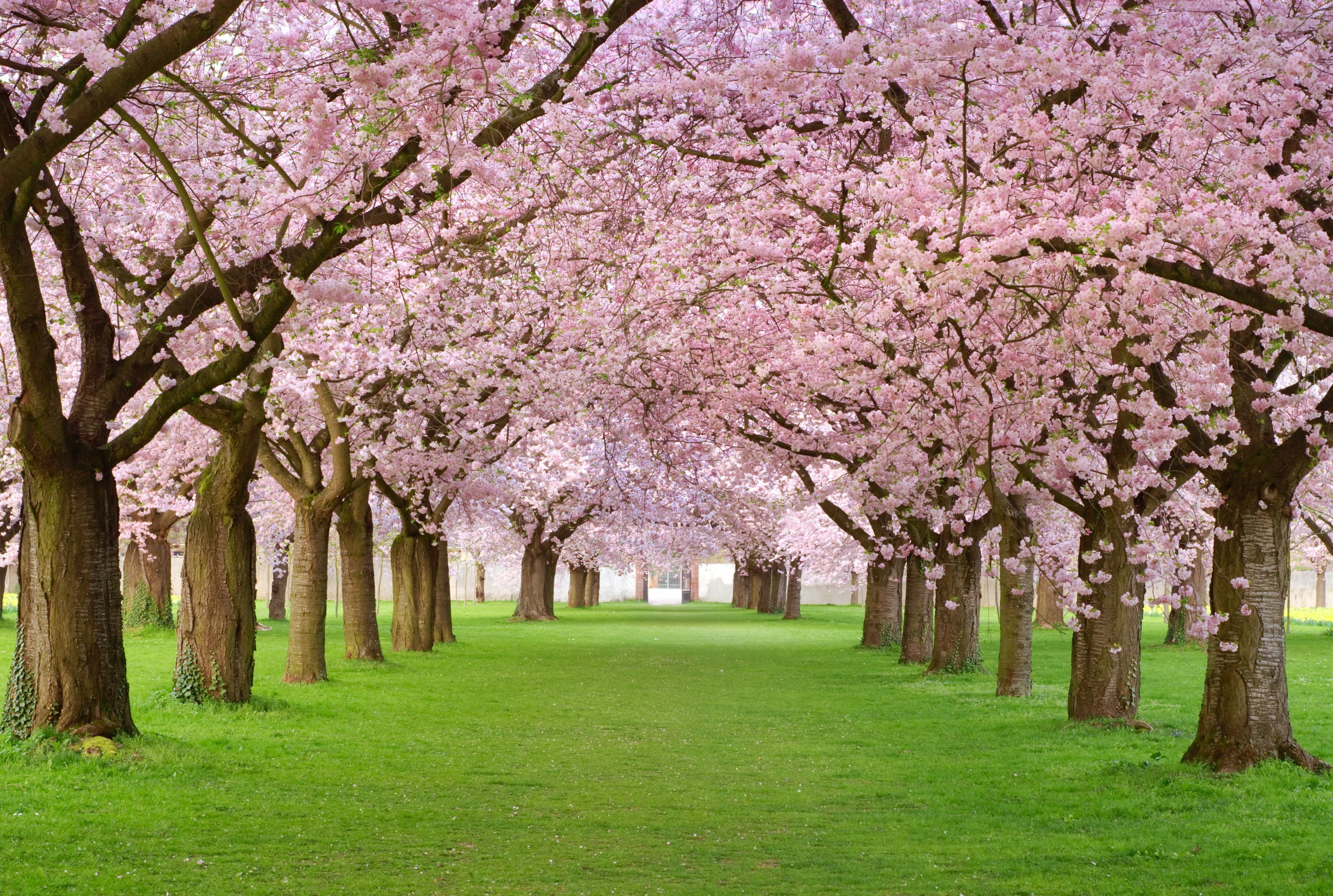 Pink Japanese Cherry Blossom Tree, growth, green color, grass, pink color