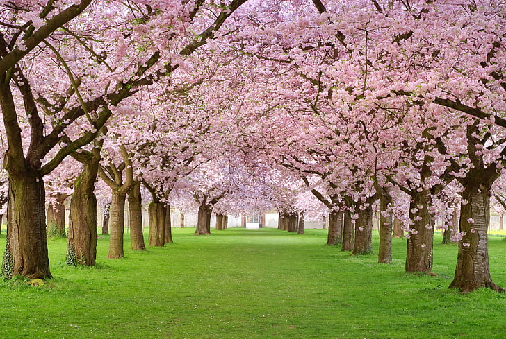 Pink Japanese Cherry Blossom Tree, growth, green color, grass, pink color Free HD Wallpaper