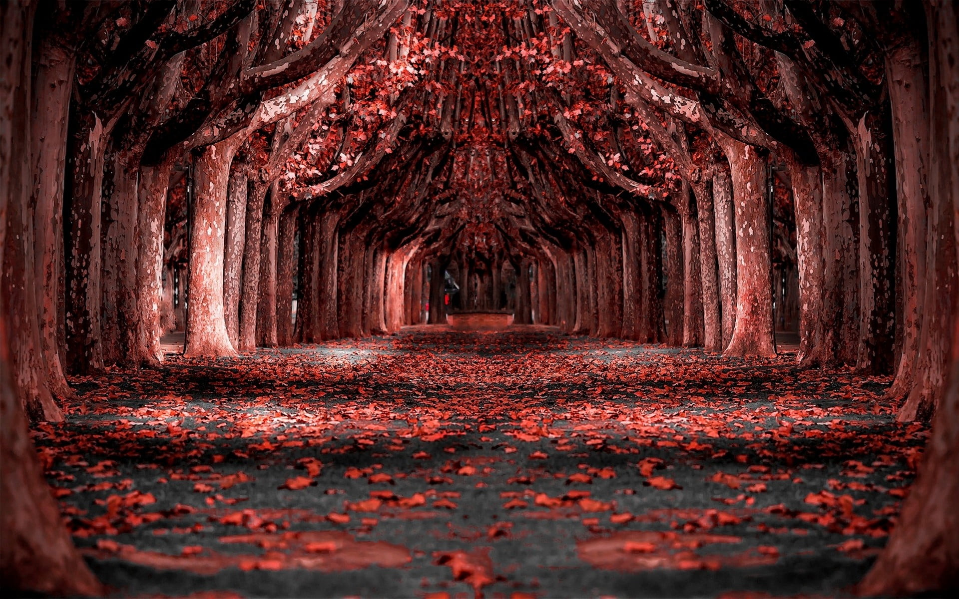 Red Maple Tree, footpath, architecture, outdoors, no people