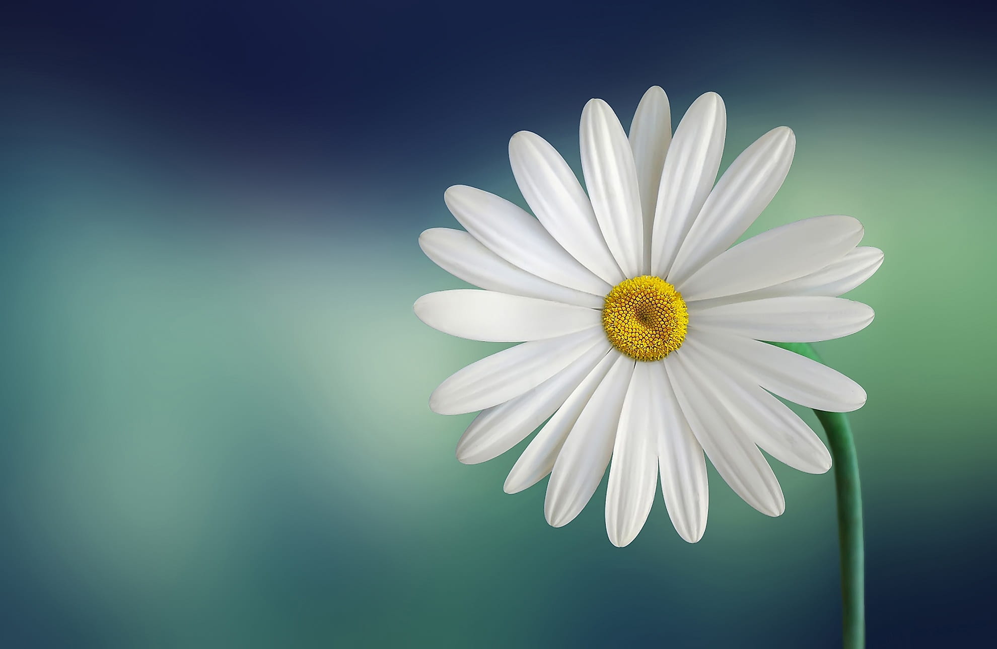 Space, spring, plant, decorative, pollen