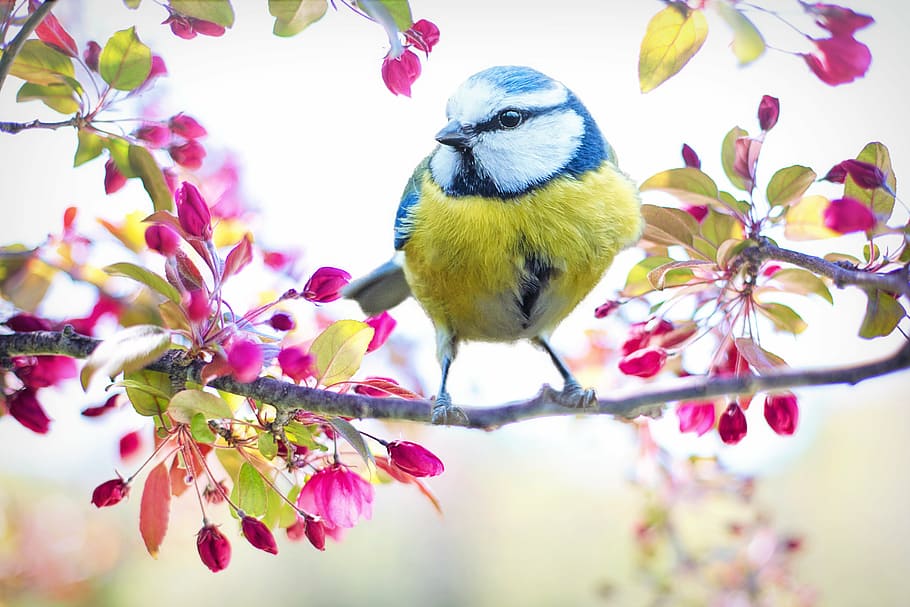 Spring Birds HD, plant, beauty in nature, cherry blossom, fragility Free HD Wallpaper