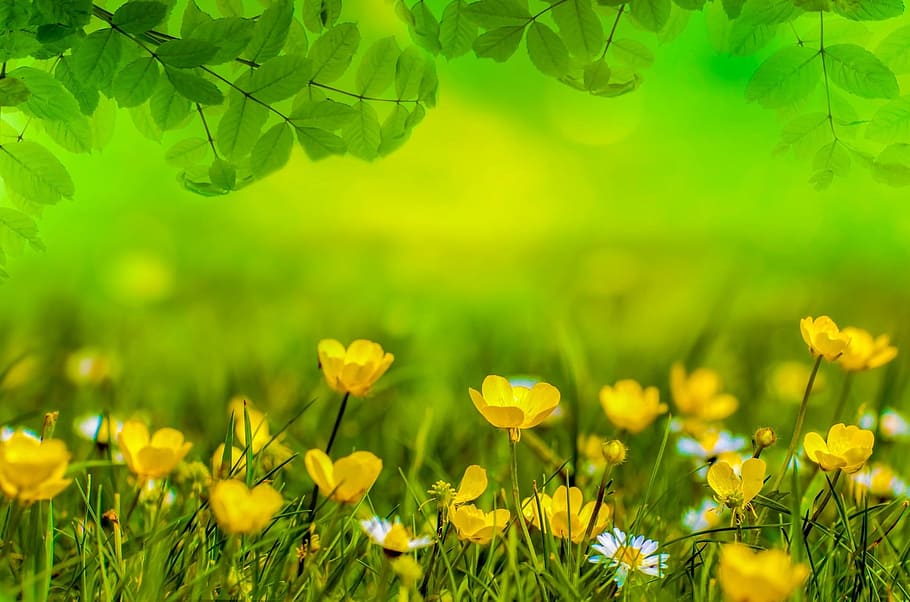 Spring Birthday Flowers, abstract, vulnerability, park, land Free HD Wallpaper