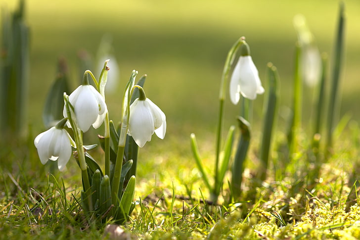 Spring Flowers Free, meadow, outdoors, blossom, flower head Free HD Wallpaper