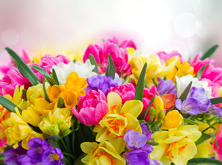Spring Flowers Landscape, daffodils, bunch of flowers, petal, seasonal Free HD Wallpaper