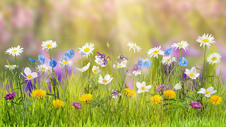 Springtime, sunlight, flower, flower field, plant Free HD Wallpaper