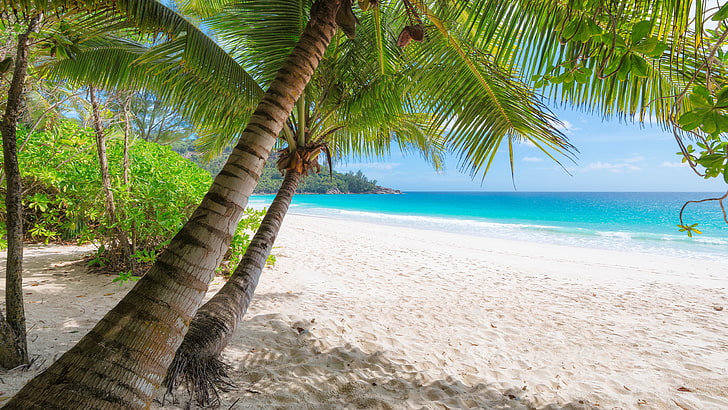 Summer Beach Palm Tree, palm, tropical, sand, vacation Free HD Wallpaper