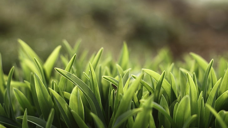 Tallgrass, plant, sunlight, environmental conservation, field Free HD Wallpaper