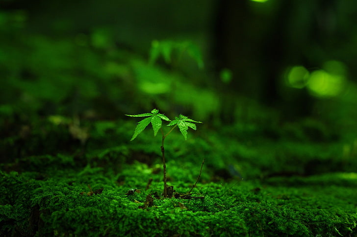 Tropical Green Leaf Plants Names, bokeh, field, forest, blurred