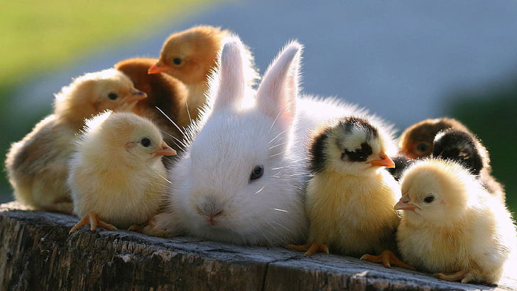Very Cute Baby White Bunny, rabbit, chicks, baby, bunny Free HD Wallpaper