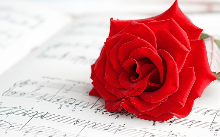 Vintage Rose and Music Note, plant, no people, flower head, indoors Free HD Wallpaper