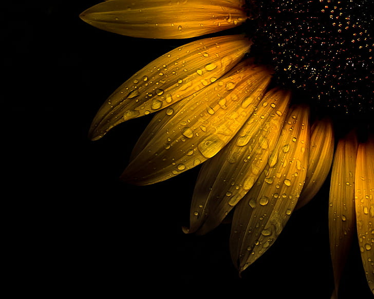 Vintage Sunflower Black and White, bunch, toronto, wet  white, golden Free HD Wallpaper