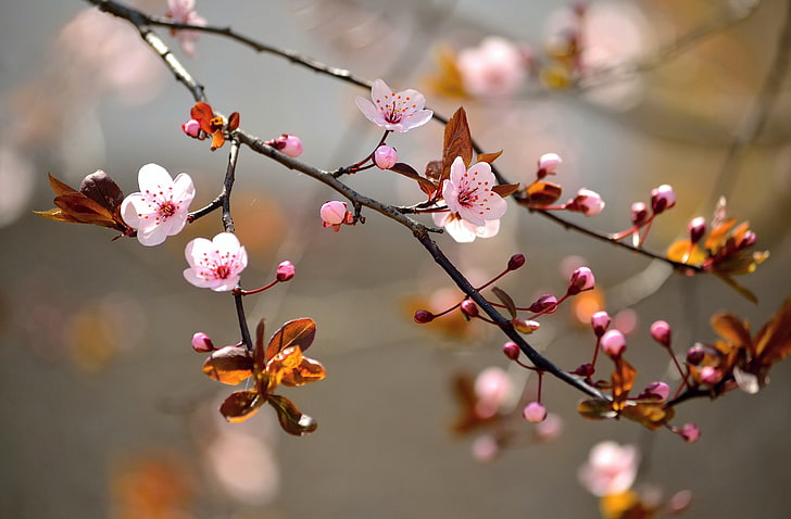 White Tree Branches, sky, no people, petal, flowering plant